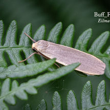 Buff Footman Eilma depressa
