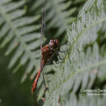 Common Darter male Sympetrum striolatum