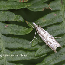 Agriphila inquinatella