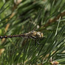 Migrant Hawker female Aeshna mixta