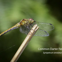 Common Darter Female Sympetrum striolatum