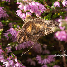 Silver Y Autographa gamma