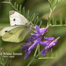 Small White female Pieris rapae