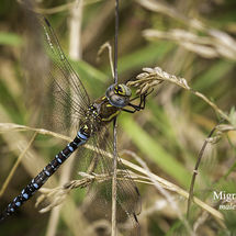 Migrant Hawker (male) Aeshna mixta