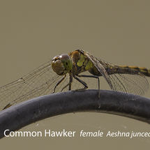 Common Hawker female Aeshna juncea