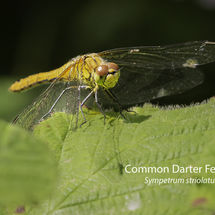Common Darter Female Sympetrum striolatum