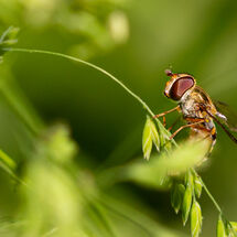 Hover Fly Episyrphus balteatus