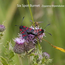 Six Spot Burnet Zygaena filipendulae stephensi