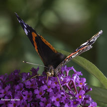 Red Admiral Vanessa atalanta