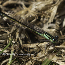 Blue tailed Damselfly Ischnura elegans