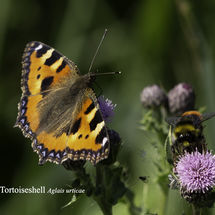 Small Tortoiseshell Aglais urticae