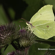 Brimstone Gonepteryx rhamni