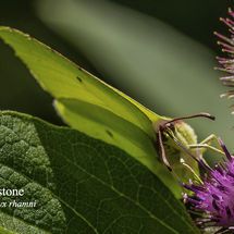Brimstone Gonepteryx rhamni