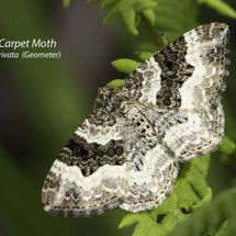 Wood Carpet Epirrhoe rivata (Geometer)
