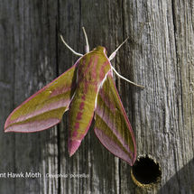 Elephant Hawk Moth Deilephila porcellus