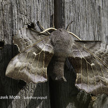Poplar Hawk Moth Laothoe populi