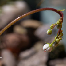 Sedum Stonecrop