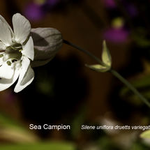 Sea Campion Silene uniflora druetts variegata