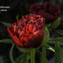 Paeonia officinalis Rubra plena