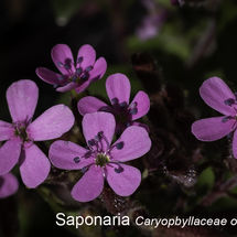 Saponaria Caryopbyllaceae ocymoides
