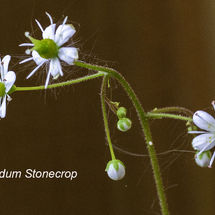 Sedum Stonecrop