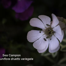Sea Campion Silene uniflora druetts variegata