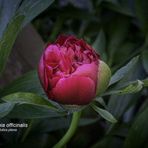 Paeonia officinalis Rubra plena