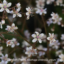 London Pride Saxifraga Umbrosa urbium