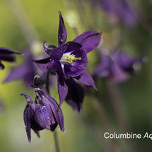 Columbine Aquilegia