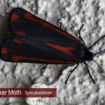 Cinnabar Moth