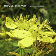 Hairy St Johns Wort Hypericum hursutum