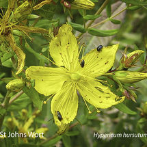 Hairy St Johns Wort Hypericum hursutum