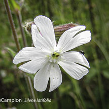White Campion Silene latifolia