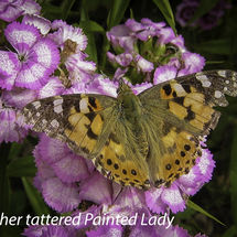 Painted Lady