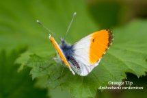 Orange Tip Anthocharis cardamines