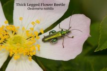 Thick Legged Flower Beetle