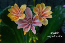 Lewisla
