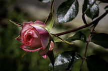 Early Rose