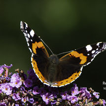 Red Admiral Vanessa atalanta