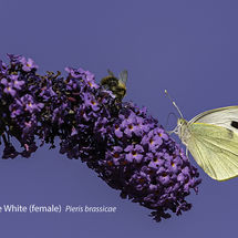 Large White (female) Pieris brassicae