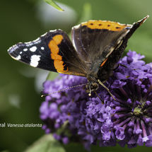 Red Admiral Vanessa atalanta