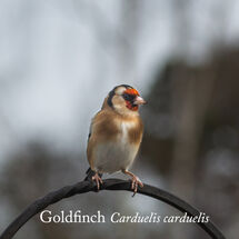 Goldfinch Carduelis carduelis-