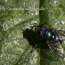 Blow Fly Oestroidea calliphoridae
