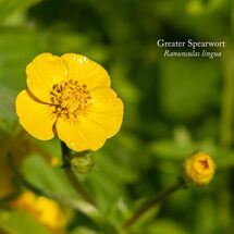 Greater Spearwort Ranunculas lingua