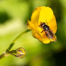 Greater Spearwort Ranunculas lingua