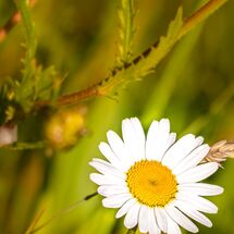 OxEye Daisey Leucanthemum vulgare