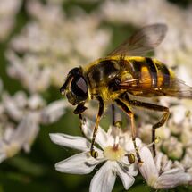 Hover Fly Episyrphus balteatus