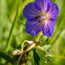 Meadow Cranesbill Geranium pratense-Edit