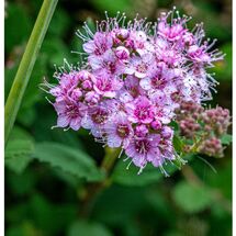 Spiraea bumalda Anthony Waterer-Edit