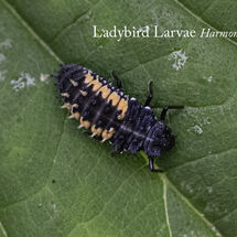 Ladybird Larvae Harmonia axyridis-Edit